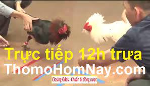 Tường thuật mọi trận đấu các giải gà cúp c1 tại bồ gà thomo. Ä'a Ga Trá»±c Tiáº¿p Binh Luáº­n Vien Ngay 30 5 2021 Thomo Campuchia Ä'a Ga Campuchia Hom Nay Ä'a Ga Thomo Má»›i Nháº¥t 2021