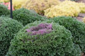 Growing low maintenance patio plants for easy care patio plants, don't choose those that require regular upkeep or maintenance. 5 Low Maintenance Outdoor Plants Perfect For Decks Patios And Balconies Real Simple