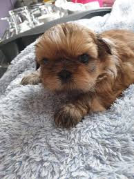 Do not contact me with unsolicited services or offers. Love Pets Shih Tzu Puppies For Sale In Fort Wayne Facebook