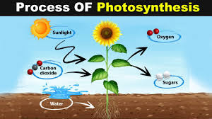 The Process Of Photosynthesis Urdu Hindi Youtube