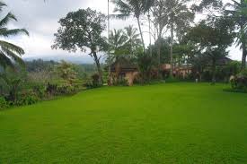 Rumput hijau, aluebujalan, aceh, indonesia. Rumput Hijau Di Garden Picture Of Ijen Resort Villas Banyuwangi Tripadvisor