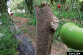 Image result for Botrytis cinerea