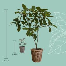 ETHA Live Kratom Plant – ETHA Natural ...
