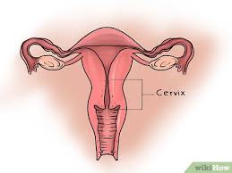 Innerer muttermund {m} internal os of the uterus ostium uteri internum / orificium internum uterianat. Deinen Muttermund Ertasten 9 Schritte Mit Bildern Wikihow