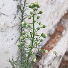 Image result for Erigeron bonariensis