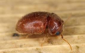 Termites don't just eat wood, they also fancy drywall, plastics, and fabric made from plants. Schertz Tx Pest Control Pest Management For Texas Properties