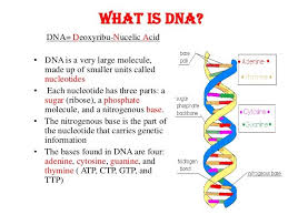 What Is Dna Dna Replication Biology Notes Dna