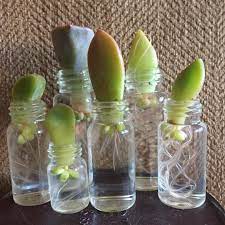 Time To Move My Little Babies Into Bigger Bottles Before They Get Too Big To Get Out In One Piece Fatplants Doe Plants Planting Succulents Growing Succulents