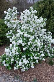 Image result for Exochorda