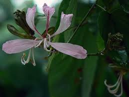 Image result for Bauhinia purpurea