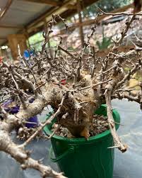 Image result for Commiphora kua