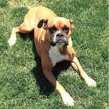 Female Boxer Dog Heat Cycle Boxer Dog Info And Health Tips