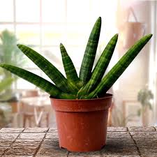 Image result for Sansevieria pedicellata