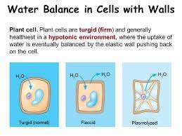 The ideal osmotic environment for a plant cell is a(n) ___ environment. Membrane Structure And Function Ppt Video Online Download
