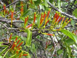 Image result for Englerina