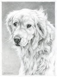 Golden Retriever Color Disegni Da Colorare Imagixs Pet Portraits Golden Retriever Drawing Golden Retriever