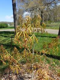 Image result for Aeollanthus neglectus