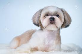 These little beauties have been around for 1,000 plus years and continue to be a popular pet for families of all sizes. Shih Tzu Dog With Short Hair After Grooming Portrait On Bright Stock Photo Picture And Royalty Free Image Image 80346685