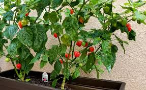 Maybe you would like to learn more about one of these? Pin On Gardening