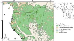 Image result for Polyceratocarpus gossweileri