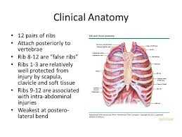 Made up of thoracic vertebrae, ribs and… functions at upper end to connect the shoulder girdle and conn… Management Of Rib Fractures Clinical Anatomy 12 Pairs Of Ribs Attach Posteriorly To Vertebrae Rib 8 12 Are False Ribs Ribs 1 3 Are Relatively Well Ppt Download