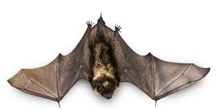 Real Bat Png Image Background Png Arts More icons from this author. real bat png image background png arts