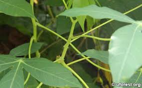 Image result for Manihot carthagenensis