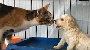 Напишите соответствующие местоимения she is a teacher. Dogs Also Restricted At Home The Star