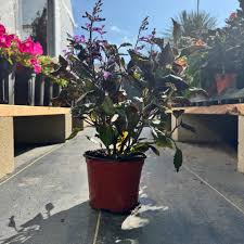 Image result for Monadenium laeve