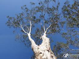 Image result for Eucalyptus tereticornis