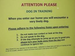 My Sister S Version Of Cesar Millan Dog Rules Eye Contact