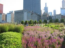 Oudolf Lurie Garden Millennium Park Chicago Landscape Architecture Design Landscape Design Landscape Architecture