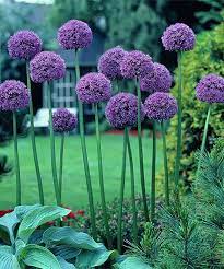 Van Zyverden Dormant Giant Gladiator Allium Bulb Set Of Three Allium Flowers Flowers Plants