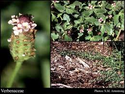 Image result for Verbenaceae