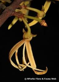 Image result for Xylopia lukei