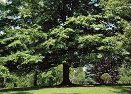 We did not find results for: The Best Trees To Plant In Florida Natives Ornamentals And Fruit Trees