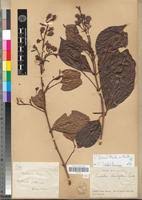 Image result for Combretum fuscum
