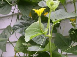 Image result for Sphaeranthus flexuosus