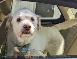 UPDATE!!! Thank you everyone for your help. He's home now Help! Smoochie  got loose. He's an old, scaredy dog, who will most likely run away. He  likes kids and girls, treats and