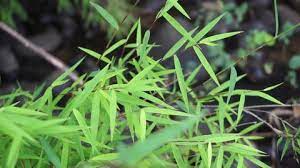 Rumput yang dipakai adalah jenis rumput grinting (cynodon dactylon), yang kemampuan bertahan hidupnya bisa lebih lama dibandingkan rumput jenis lain, jelasnya. Rumput Stock Video Footage 4k And Hd Video Clips Shutterstock
