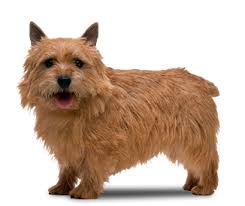 Resultado de imagem para norwich terrier