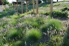 Image result for Festuca