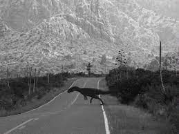 Pin By Kevin Fuller On Photography Creepy Dinosaur Strange