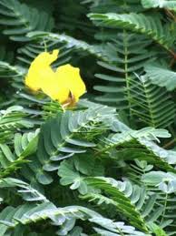 Image result for Aeschynomene fluitans