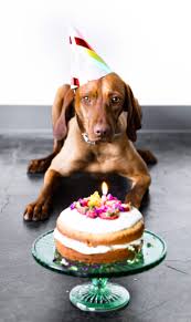 But a caramel pecan glaze will take this to a whole new level. Birthday Cake For Dogs Grain Free Recipe Cotter Crunch