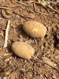 Image result for Balanites maughamii