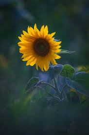 Beauty Rendezvous Sunflower Wallpaper Sunflower Sunflower Pictures