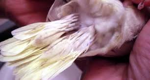 Do Budgies Lose Tail Feathers When They Molt? | Parrot Forum 🦜 Parrot  Owners Community