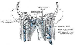 Lymph is subsequently filtered by lymph nodes and directed into the venous system. Figure Lymph Nodes Of The Neck Statpearls Ncbi Bookshelf