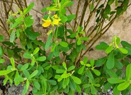 Image result for Crotalaria recta